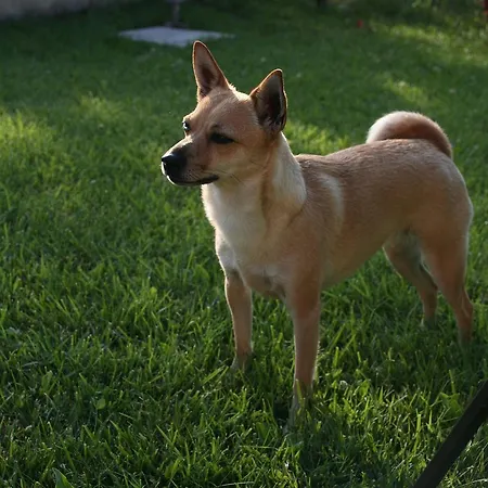 Il Poggetto Апартаменты