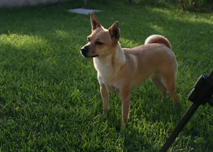 Il Poggetto Апартаменты