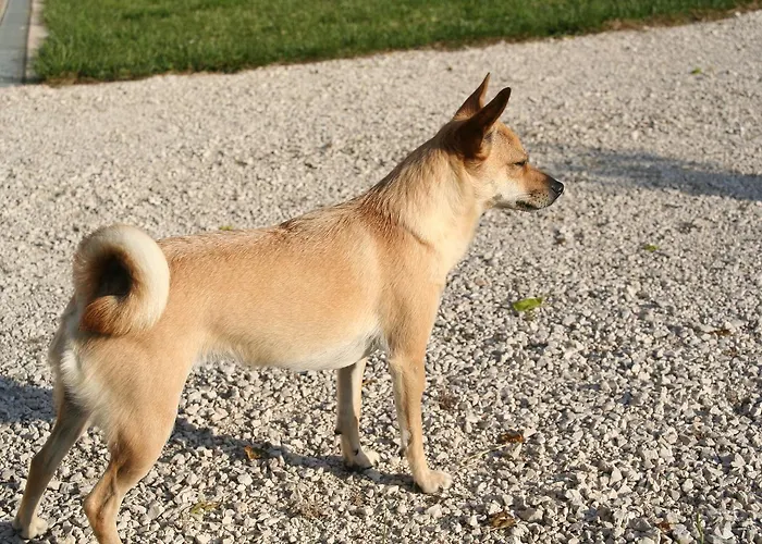 Апартаменты Il Poggetto *